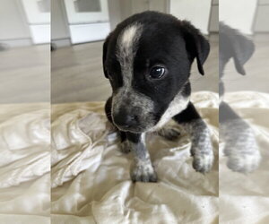 Staffordshire Bull Terrier-Unknown Mix Dogs for adoption in The Woodlands, TX, USA