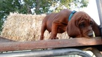 Puppy 1 Redbone Coonhound