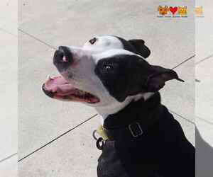 American Pit Bull Terrier Dogs for adoption in Center Township, PA, USA