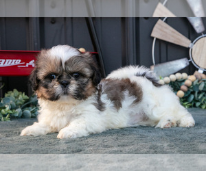 Medium Shih Tzu