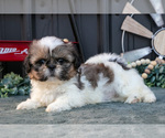 Puppy Margaret Shih Tzu