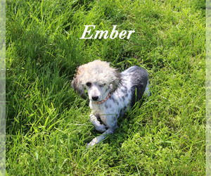 Poodle (Toy) Puppy for sale in CHANUTE, KS, USA