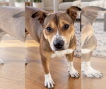 Samantha - Female Australian Shepherd Dog for Adoption - Small photo