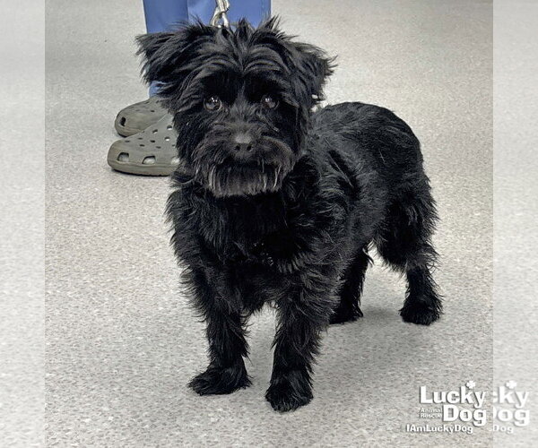 Medium Photo #1 Mutt Puppy For Sale in Washington, DC, USA