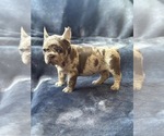Small #1 French Bulldog