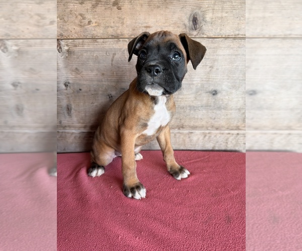 Medium Photo #17 Boxer Puppy For Sale in VERMONTVILLE, MI, USA