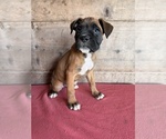 Litter of 9 - Male(s) and Female(s) BoxerLitter of Puppies for Sale - Photo #17
