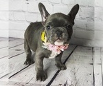 Small Photo #4 French Bulldog Puppy For Sale in EASTVALE, CA, USA