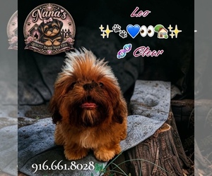 Shih Tzu Puppy for sale in SACRAMENTO, CA, USA