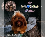 Small Shih Tzu