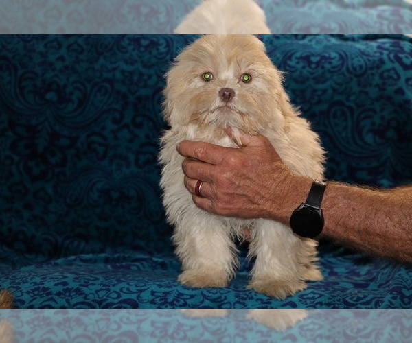 Medium Photo #1 ShihPoo Puppy For Sale in DYERSBURG, TN, USA