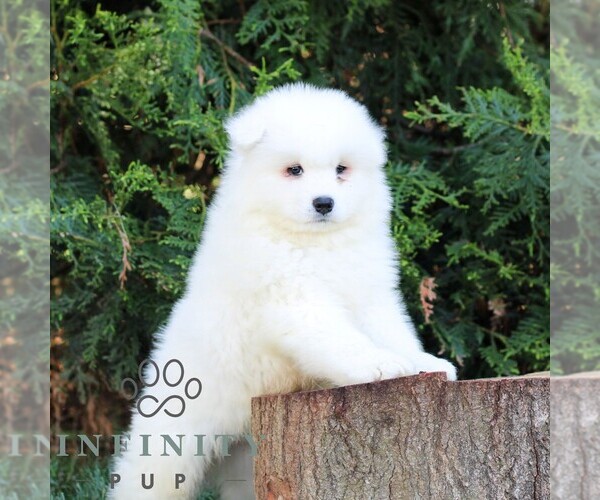 Medium Photo #5 Samoyed Puppy For Sale in LITITZ, PA, USA