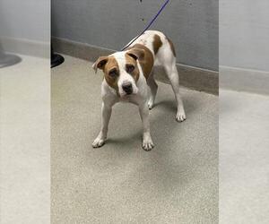 American Pit Bull Terrier-Unknown Mix Dogs for adoption in Las Vegas, NV, USA