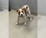 Small American Pit Bull Terrier Mix