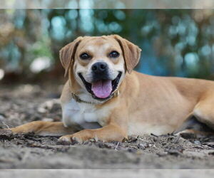 WALT - Male Redbone Coonhound-Unknown Mix Dog for Adoption - Photo #2