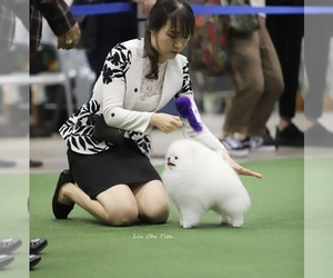 Pomeranian Puppy for sale in CHINO HILLS, CA, USA