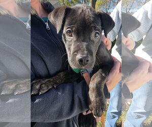 Labrador Retriever-Unknown Mix Dogs for adoption in Clarkston, MI, USA