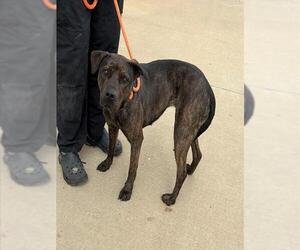 Mutt Dogs for adoption in Louisville, KY, USA