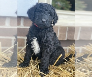 Goldendoodle Puppy for sale in WINCHESTER, KY, USA