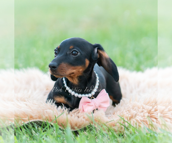 Medium Photo #8 Dachshund Puppy For Sale in WARSAW, IN, USA