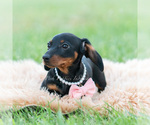 Small Photo #8 Dachshund Puppy For Sale in WARSAW, IN, USA