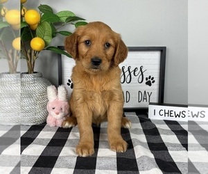 Golden Retriever Puppy for sale in FRANKLIN, IN, USA