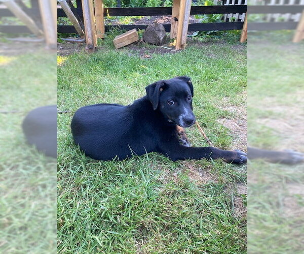 Medium Photo #2 Mutt Puppy For Sale in Garden City, NY, USA