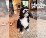 Small #2 Bernedoodle