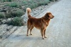Small Photo #5 Golden Retriever Puppy For Sale in FRESNO, CA, USA