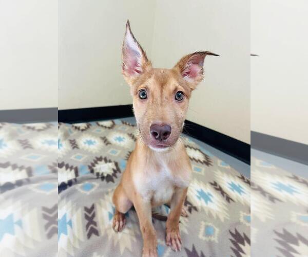 Medium Photo #1 Mutt Puppy For Sale in Rockwall, TX, USA