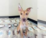 Jude - Male Mutt Dog for Adoption - Small photo