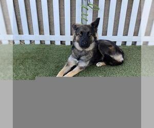 German Shepherd Dog Dogs for adoption in Modesto, CA, USA