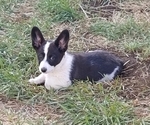 Small Photo #51 Border Collie-Pembroke Welsh Corgi Mix Puppy For Sale in CHILOQUIN, OR, USA