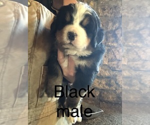 Bernese Mountain Dog Puppy for sale in IDALIA, CO, USA
