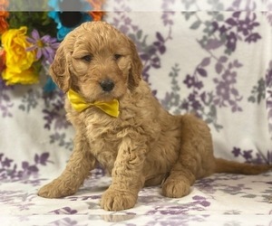 Goldendoodle Puppy for sale in LANCASTER, PA, USA