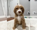 Small #6 Goldendoodle-Poodle (Standard) Mix