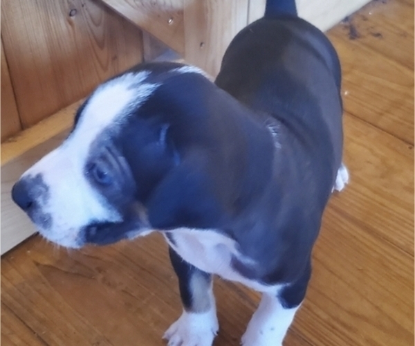 Medium Photo #2 Catahoula Leopard Dog Puppy For Sale in WADDY, KY, USA