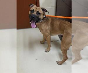 German Shepherd Dog-Unknown Mix Dogs for adoption in Center Township, PA, USA