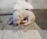 Small Photo #22 Dogo Argentino Puppy For Sale in BROOMALL, PA, USA