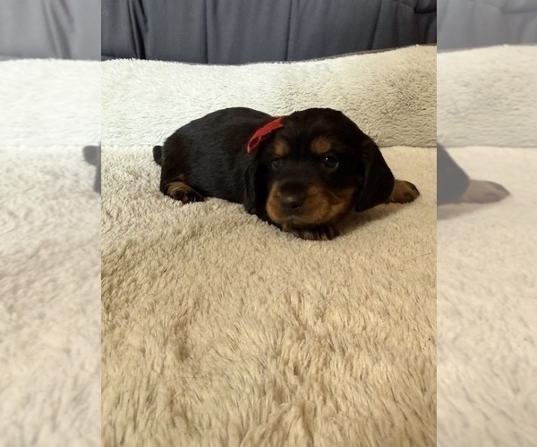 Medium Photo #4 Dachshund Puppy For Sale in ALAMO, TN, USA