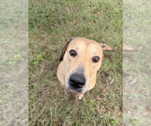 Medium Photo #2 Mutt Puppy For Sale in Jackson, MS, USA