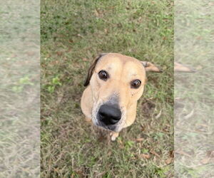 Adele - Female Labrador Retriever-Unknown Mix Dog for Adoption - Photo #2