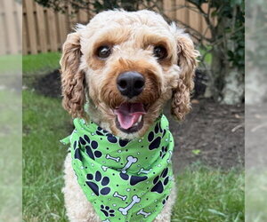 Oliver - Male Mutt Dog for Adoption - Photo #6