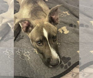 American Pit Bull Terrier-Unknown Mix Dogs for adoption in MECHANICSBURG, PA, USA