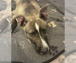 Small American Pit Bull Terrier Mix