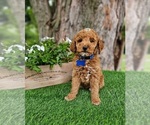 Small #3 Goldendoodle (Miniature)