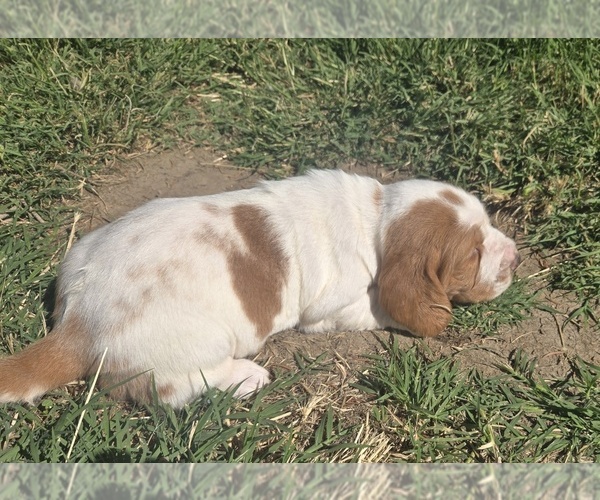 Medium Photo #1 Basset Hound Puppy For Sale in TOPPENISH, WA, USA