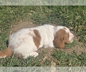 Basset Hound Puppy for Sale in TOPPENISH, Washington USA