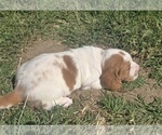 Image preview for Ad Listing. Nickname: Lacey