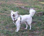 Small #11 American Eskimo Dog Mix